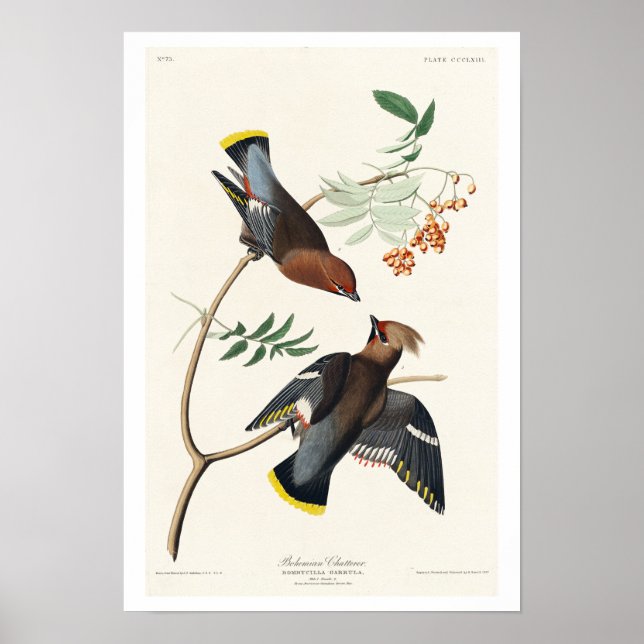 Bohemischer Chatterer von Audubon Poster (Vorne)