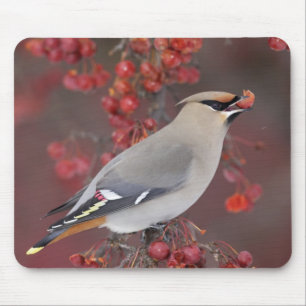 Bohemischer Waxwing Mousepad