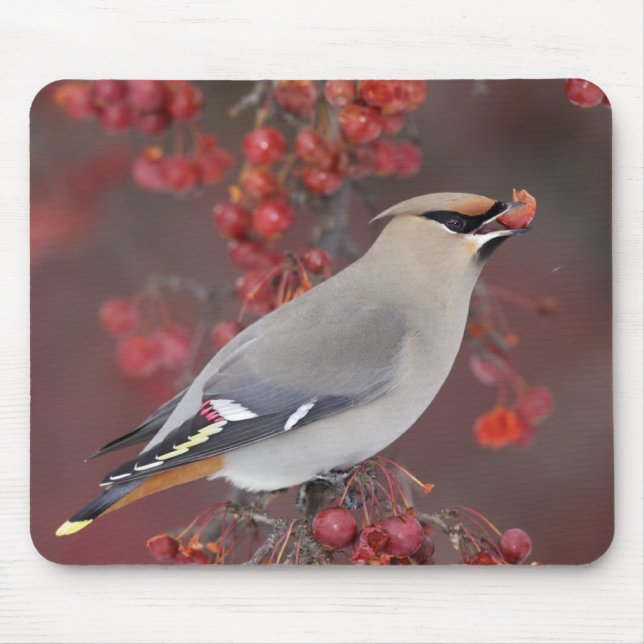 Bohemischer Waxwing Mousepad (Vorne)