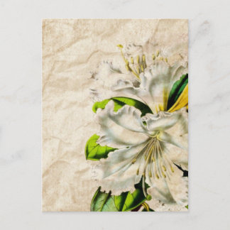 Bohmeian-französischer Botanischer Kunstschmetterl Postkarte