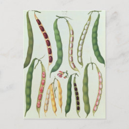 Bohnen Postkarte