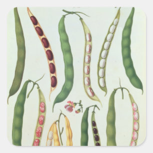 Bohnen Quadratischer Aufkleber