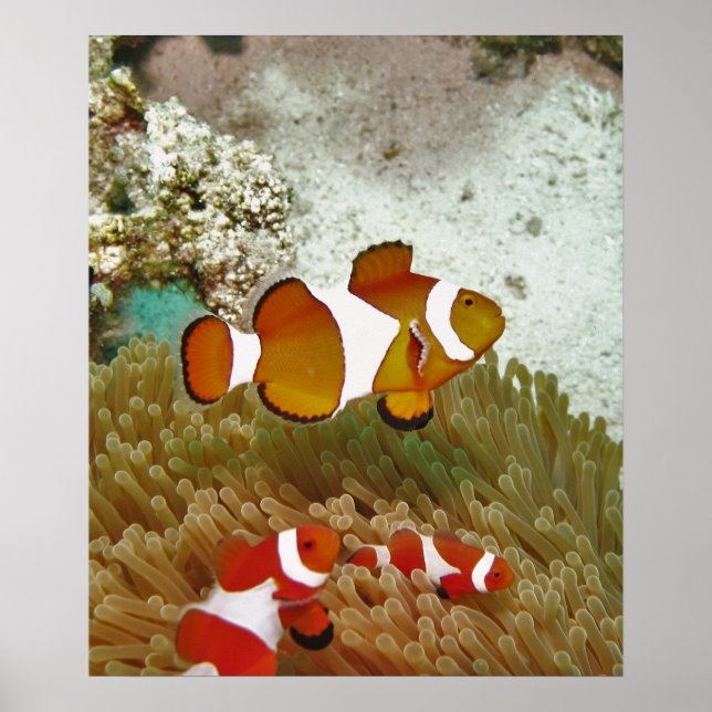 Bohol Clown Fish Family Poster (Vorne)
