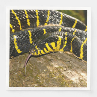 Boiga dendrophila oder Mangrove-Schlange Serviette