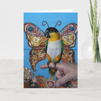 Boingo Schmetterlingskarte 2 Karte