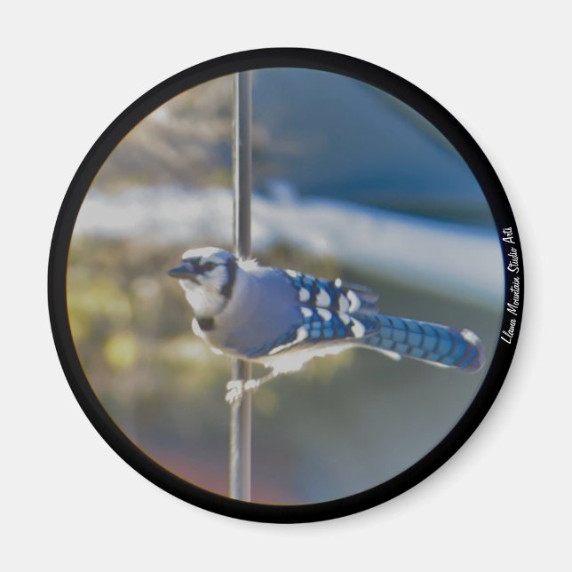 Bold Blue Jay magnet (Vorne)