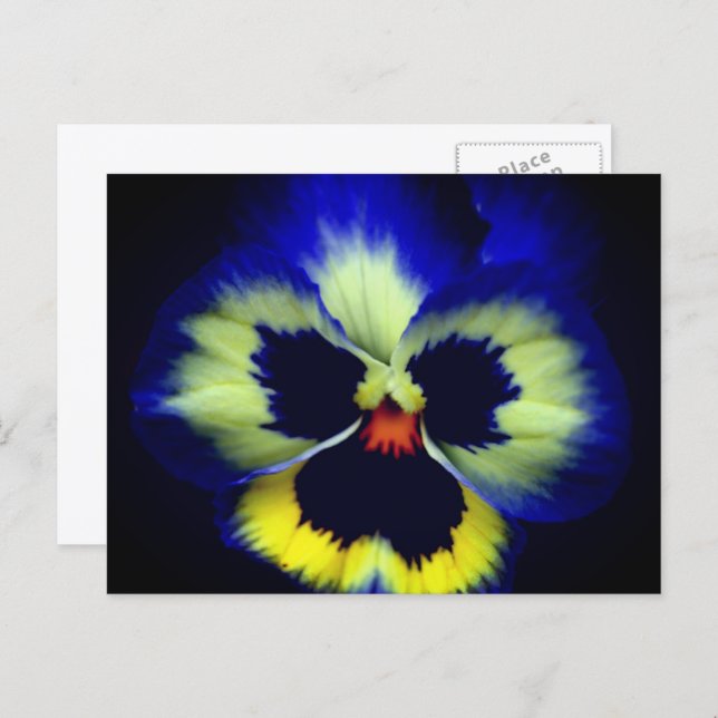 Bold Blue Pansy Flower Photography  Postkarte (Vorne/Hinten)