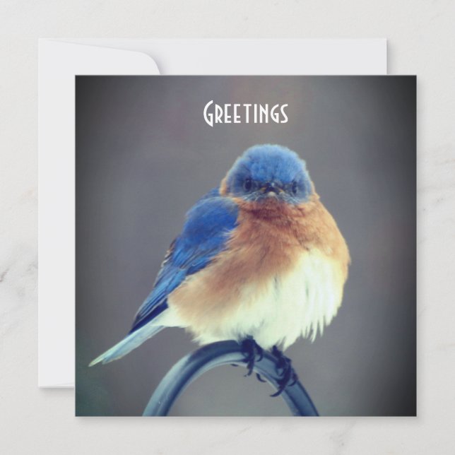 Bold Bluebird (Vorderseite)