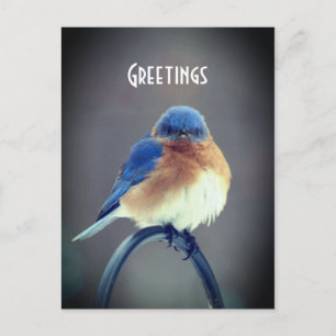 Bold Bluebird Postkarte