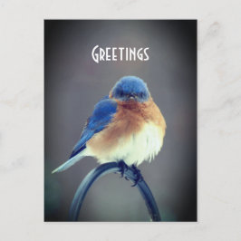 Bold Bluebird Postkarte