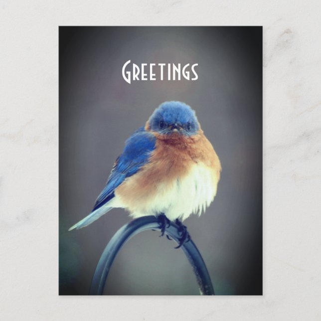 Bold Bluebird Postkarte (Vorderseite)