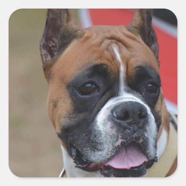 Bold Boxer Quadratischer Aufkleber (Vorderseite)