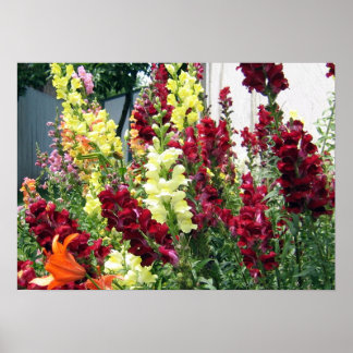 Bold Rocket Snapdragons Poster