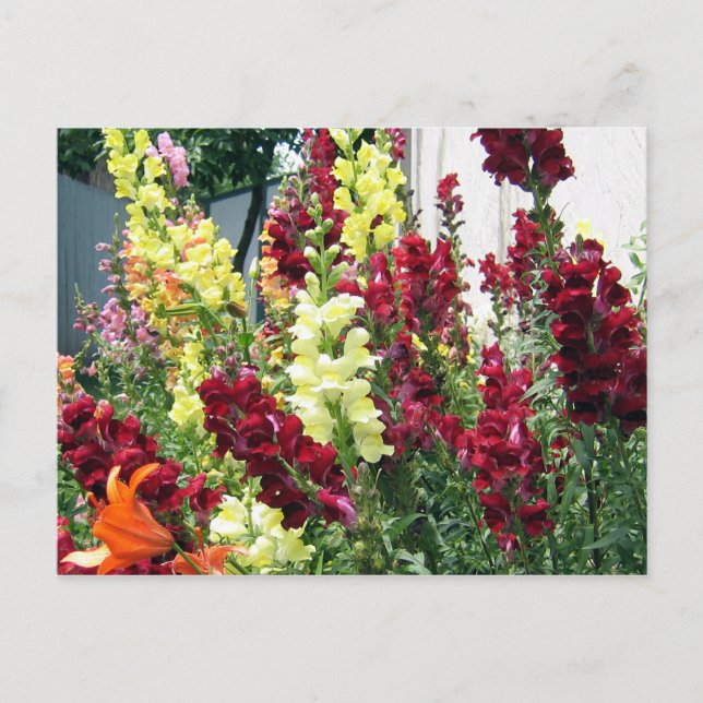 Bold Rocket Snapdragons Postkarte (Vorderseite)