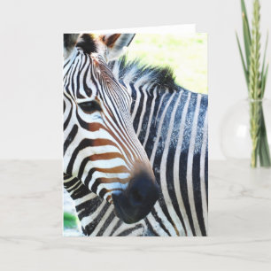 Bold Zebra Grußkarte Karte