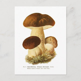 Boletus bulbosus postkarte