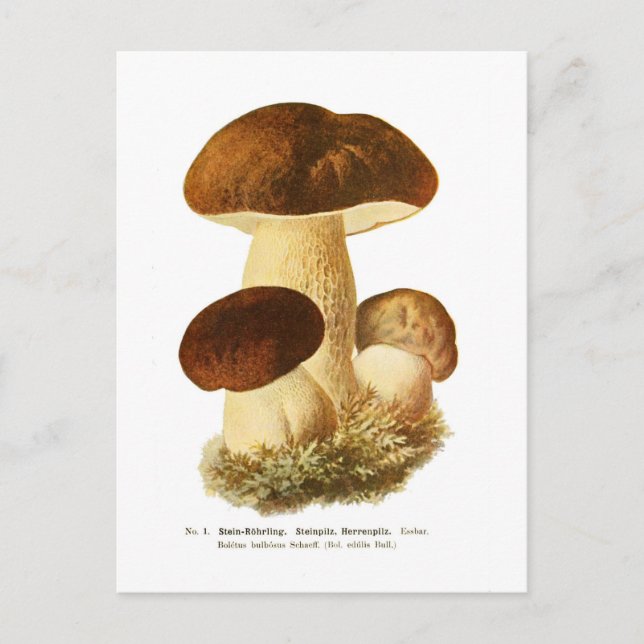 Boletus bulbosus postkarte (Vorderseite)