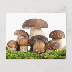 Boletus Edulis PCard Postkarte