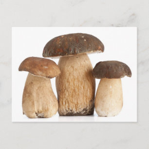 Boletus Edulis Postkarte