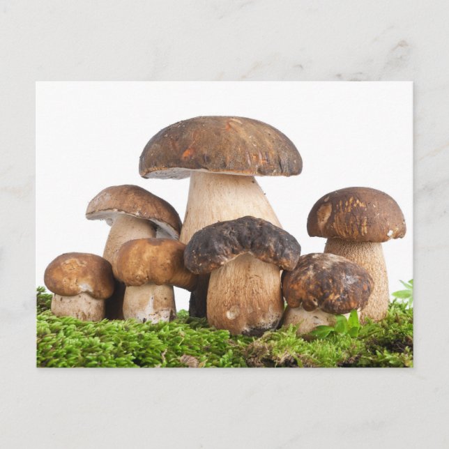 Boletus Edulis Postkarte (Vorderseite)