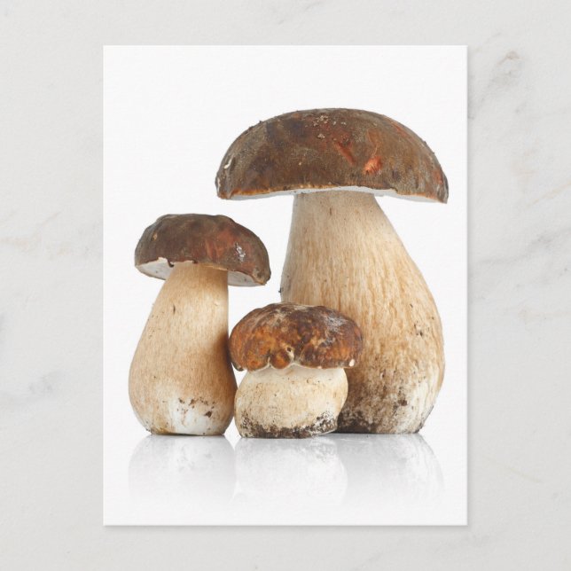 Boletus Edulis Postkarte (Vorderseite)