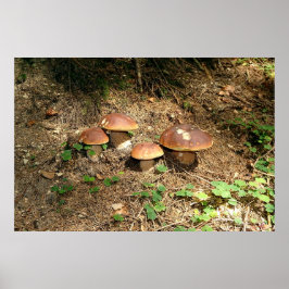 boletus poster
