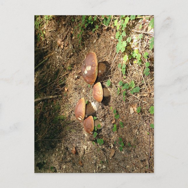 boletus postkarte (Vorderseite)