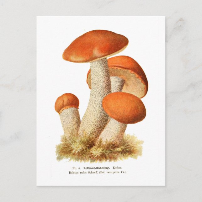Boletus Rufus Postkarte (Vorderseite)