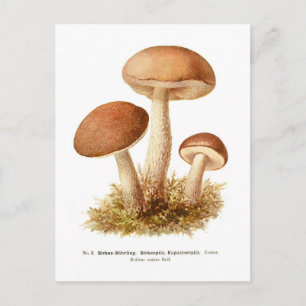 Boletus scaber postkarte