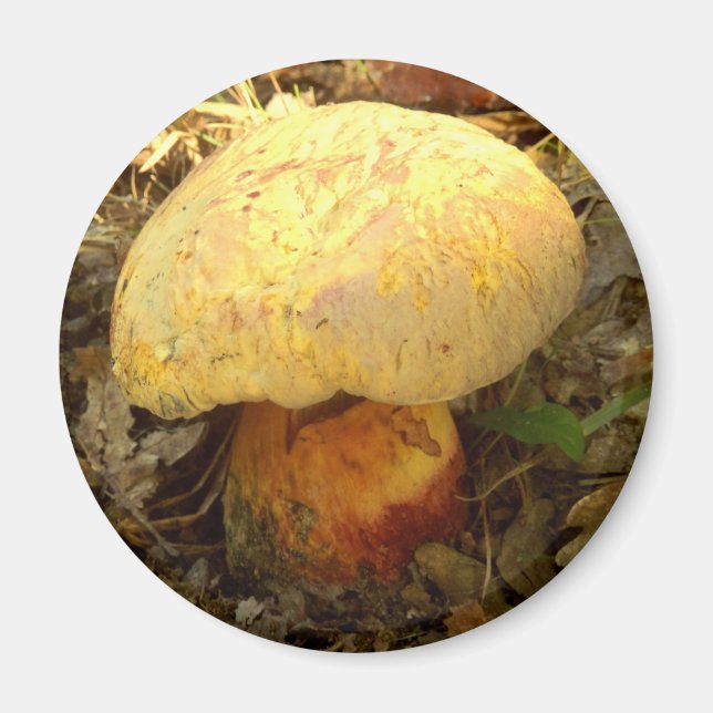 Boletus torosus Mushroom Magnet (Vorne)