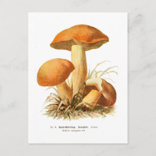 Boletus varigatus postkarte