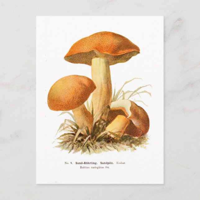 Boletus varigatus postkarte (Vorderseite)