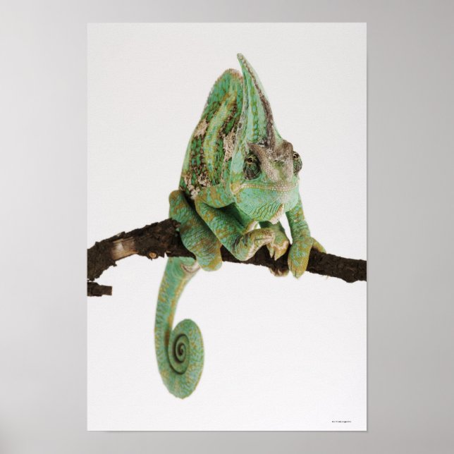 Bolzfarbener Chamäleon mit charakteristischem Char Poster (Vorne)