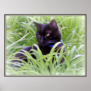 Bombay-Schwarze-Katzen-Druck Poster