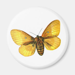 Bombyx quercus weiblich magnet