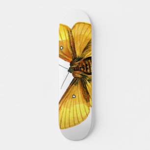 Bombyx quercus weiblich skateboard