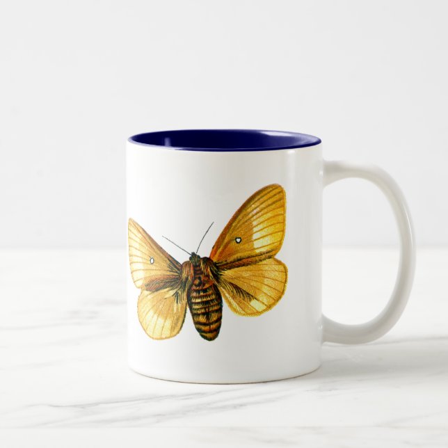 Bombyx quercus weiblich zweifarbige tasse (Rechts)
