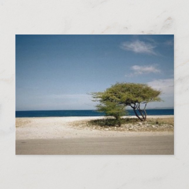 Bonaire Postkarte (Vorderseite)