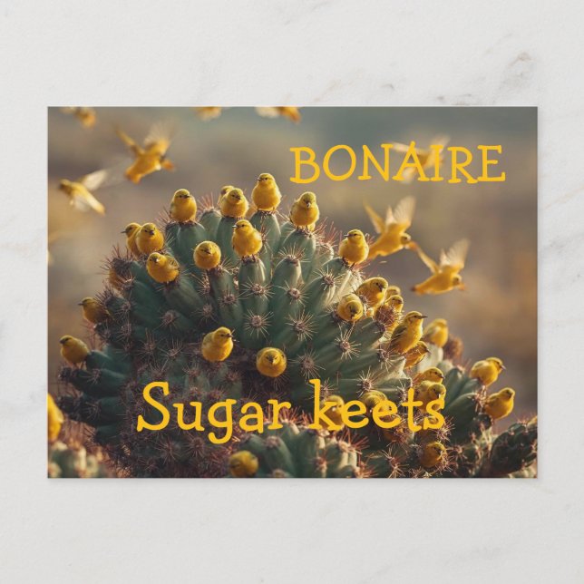 Bonaire Zuckervögel Postkarte (Vorderseite)