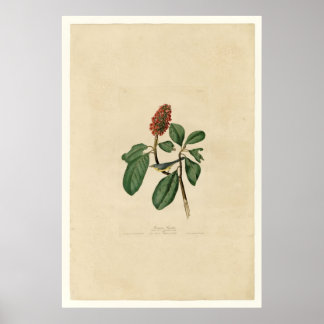 Bonaparte Flycatcher_Audubon Poster