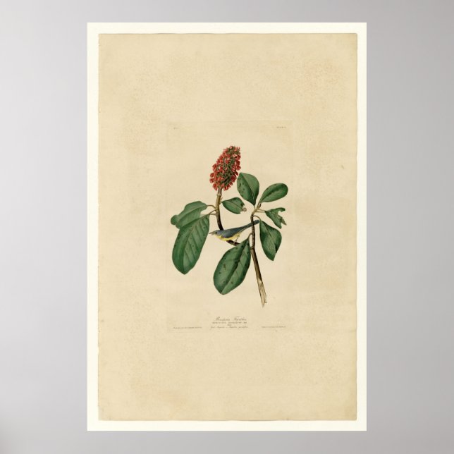 Bonaparte Flycatcher_Audubon Poster (Vorne)