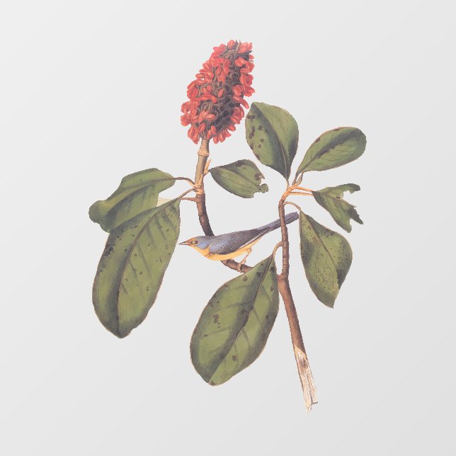 Bonaparte Flycatcher Canada Warbler Audubon Bird Fensteraufkleber (Blatt)