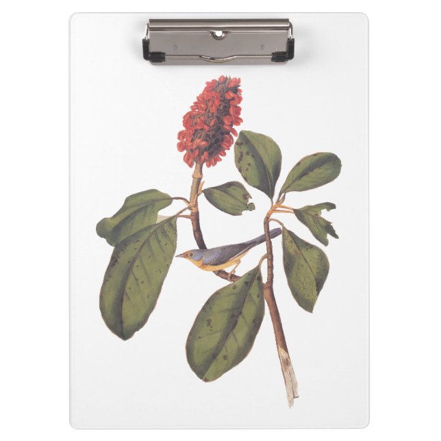 Bonaparte Flycatcher Canada Warbler Audubon Bird Klemmbrett (Vorderseite)