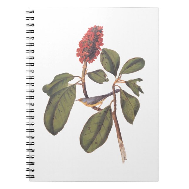 Bonaparte Flycatcher Canada Warbler Audubon Bird Notizblock (Vorderseite)