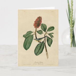 Bonapartes Flycatcher, Audubons Vögel von Amerika Karte