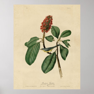 Bonapartes Flycatcher, Audubons Vögel von Amerika Poster