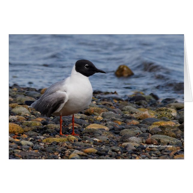Bonaparte's Gull am Strand (Vorderseite (Horizontal))