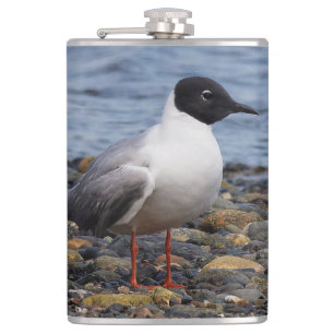 Bonaparte's Gull am Strand Flachmann