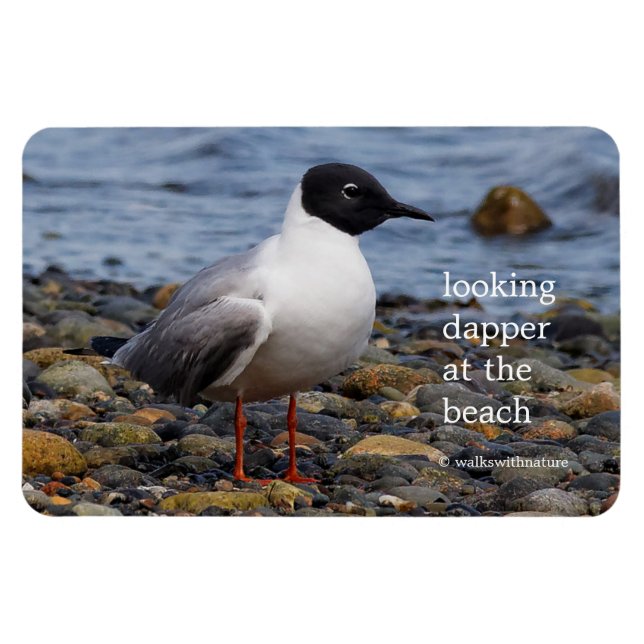 Bonaparte's Gull am Strand Magnet (Horizontal)