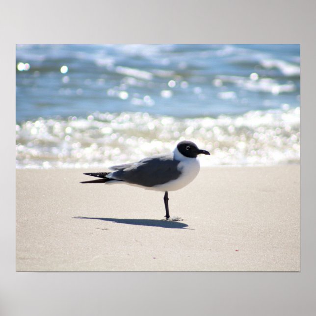 Bonaparte's Gull Seagull am Strand Farbe 16x20 Poster (Vorne)